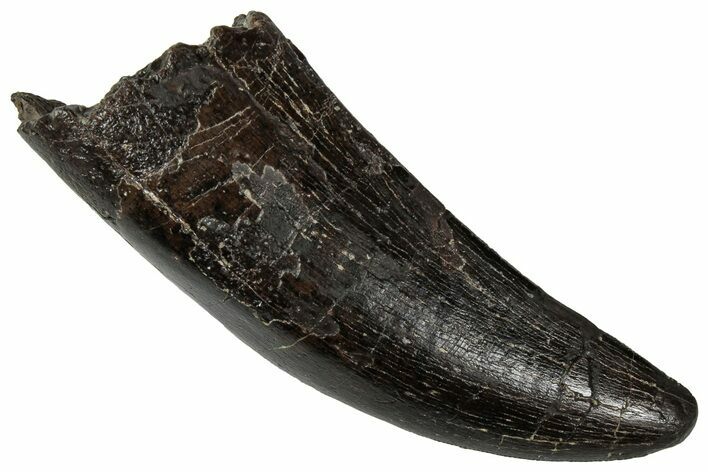 Fossil Tyrannosaur Tooth - Two Medicine Formation #350535
